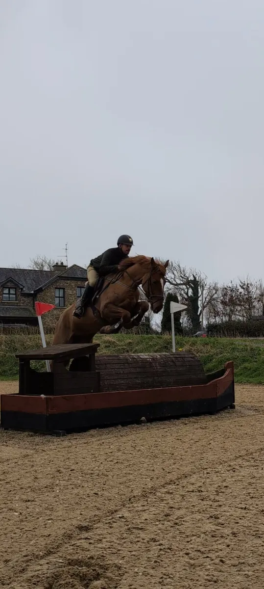 Gorgeous Sir Jim Jim traditional Irish mare - Image 4