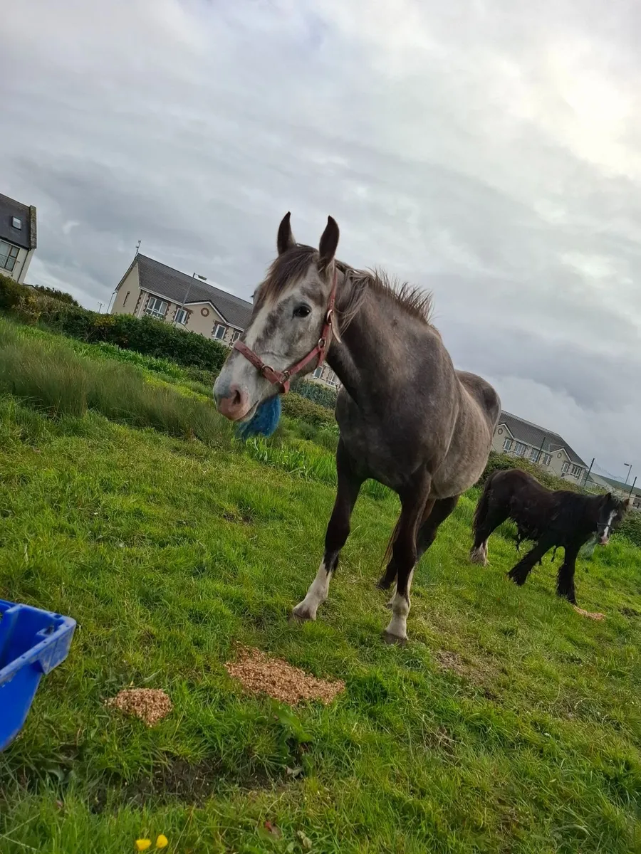 Lovely irish draught mare - Image 2