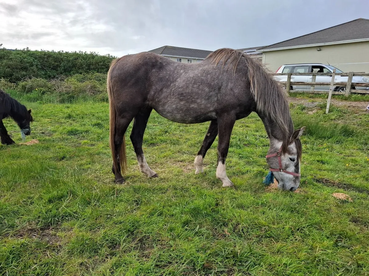 Lovely irish draught mare - Image 3