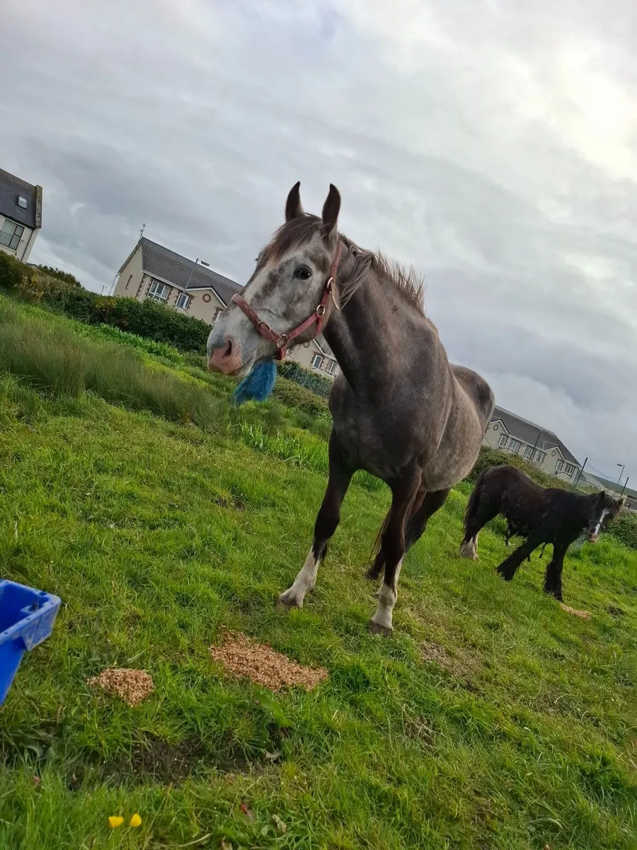 Lovely irish draught mare - Image 4
