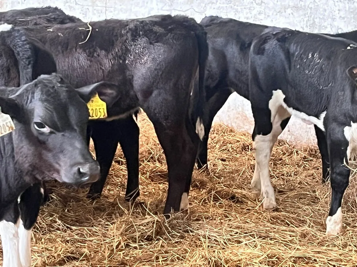 Reared heifer calves - Image 3