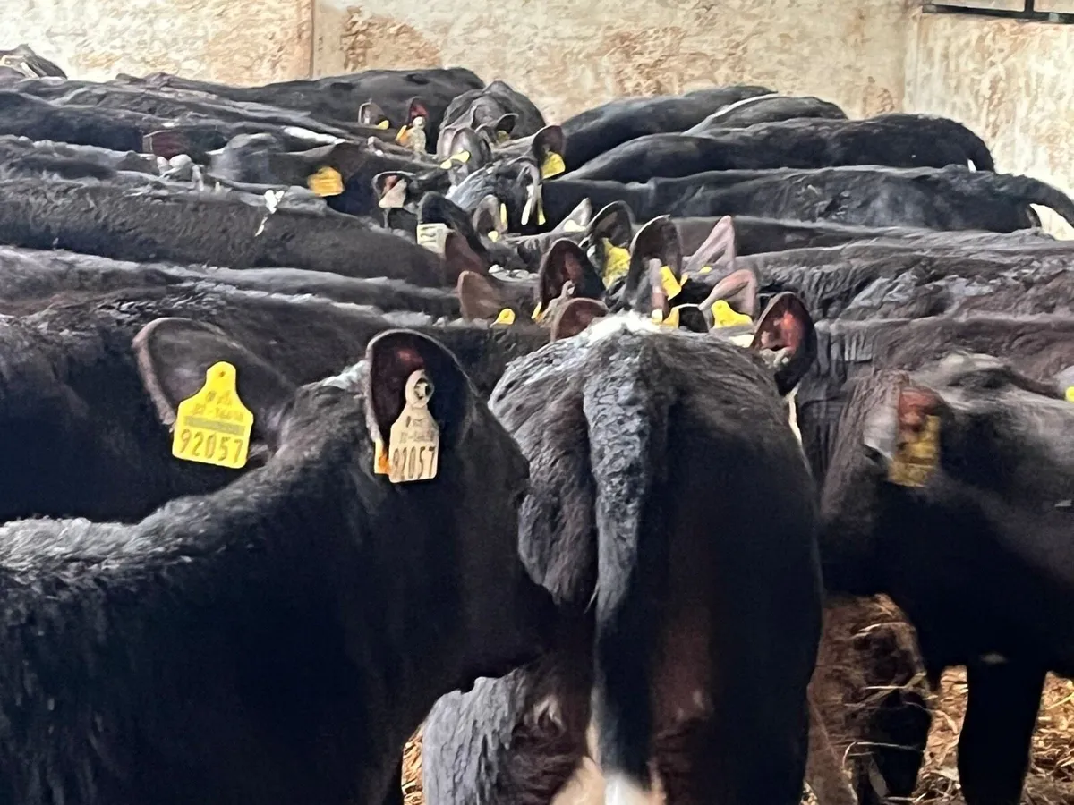 Reared heifer calves - Image 4