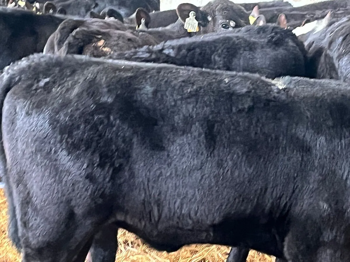 Reared heifer calves - Image 1