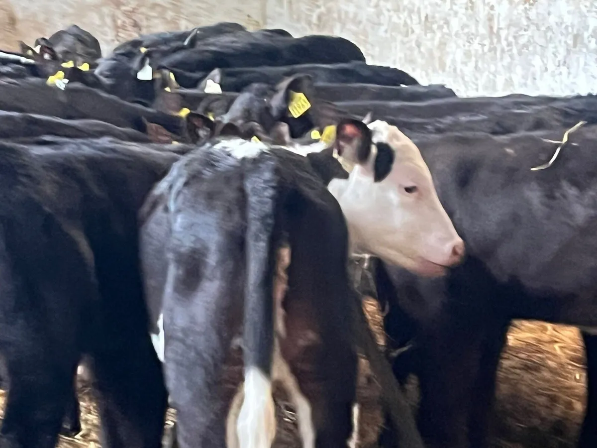 Reared heifer calves - Image 2