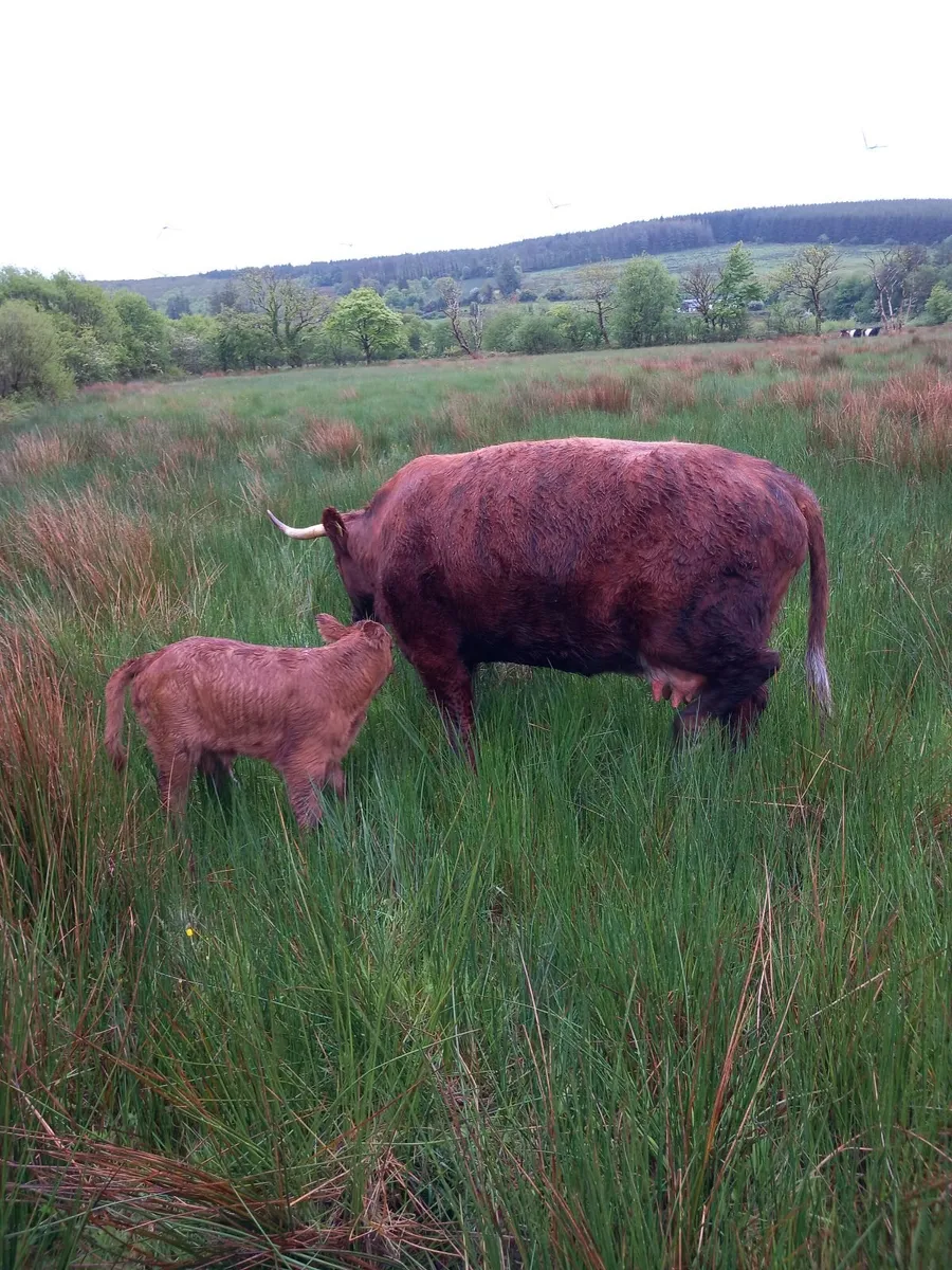 cattle - Image 1