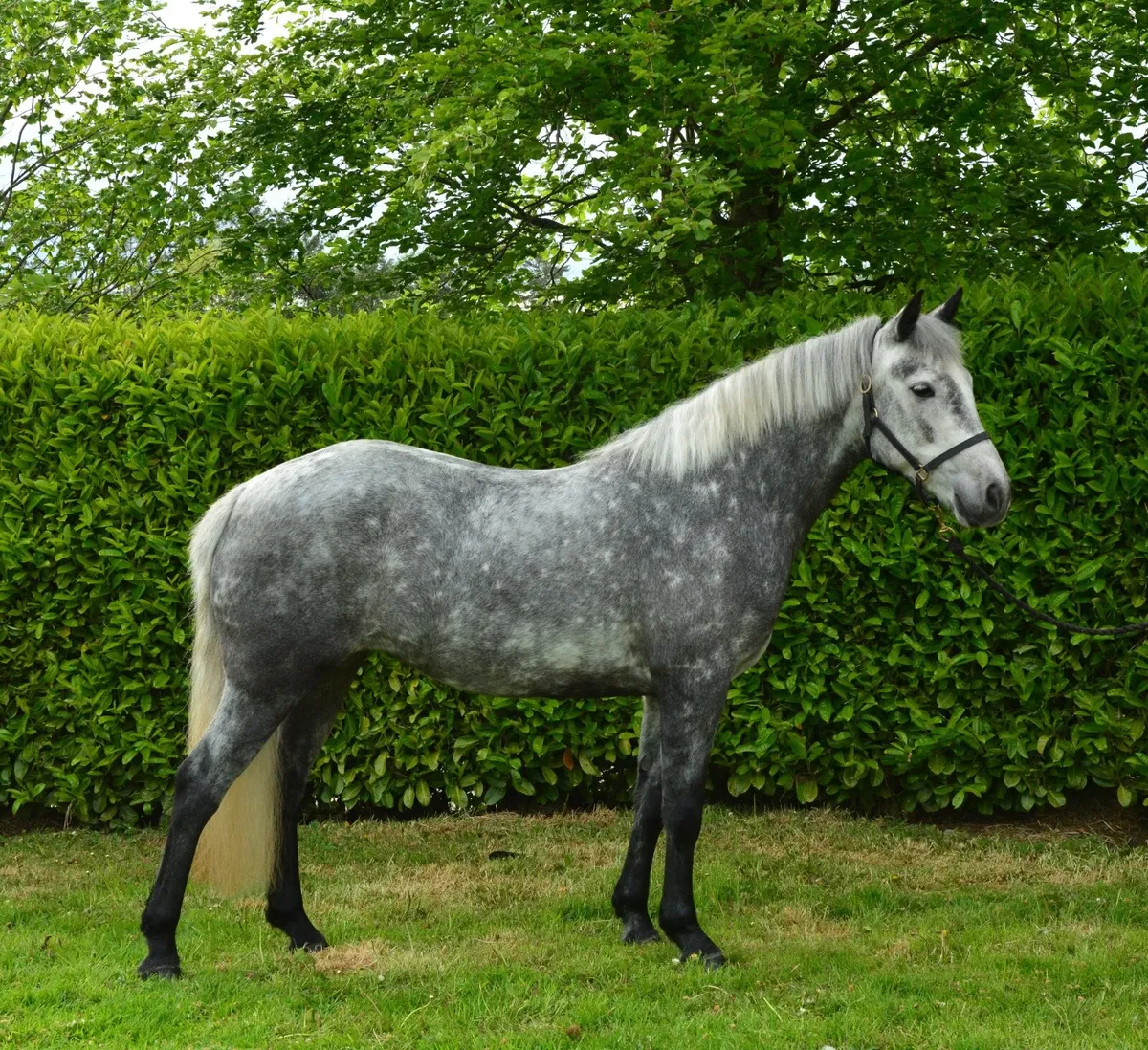 Sales, schooling and competition livery - Image 1