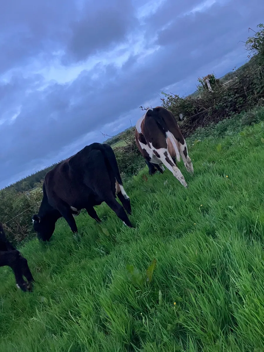 Calved Heifers - Image 4