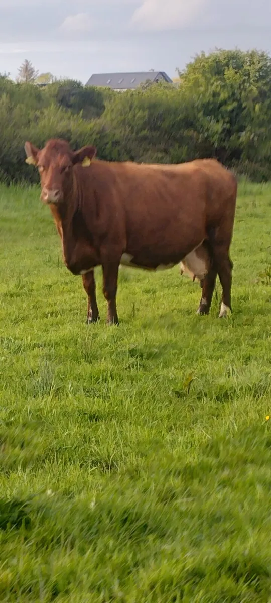 Springer for sale - Image 1