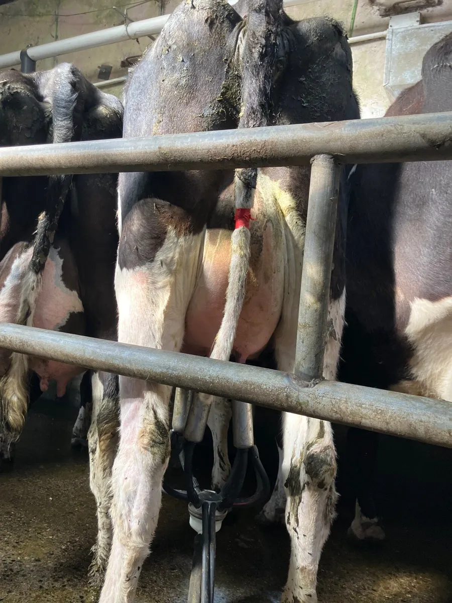 Calved Heifers - Image 1
