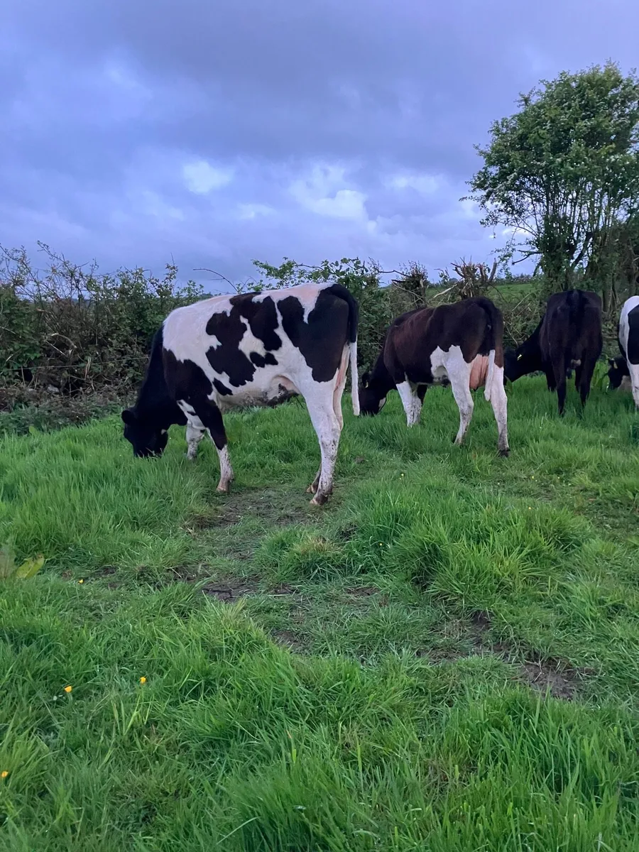 Calved Heifers - Image 2