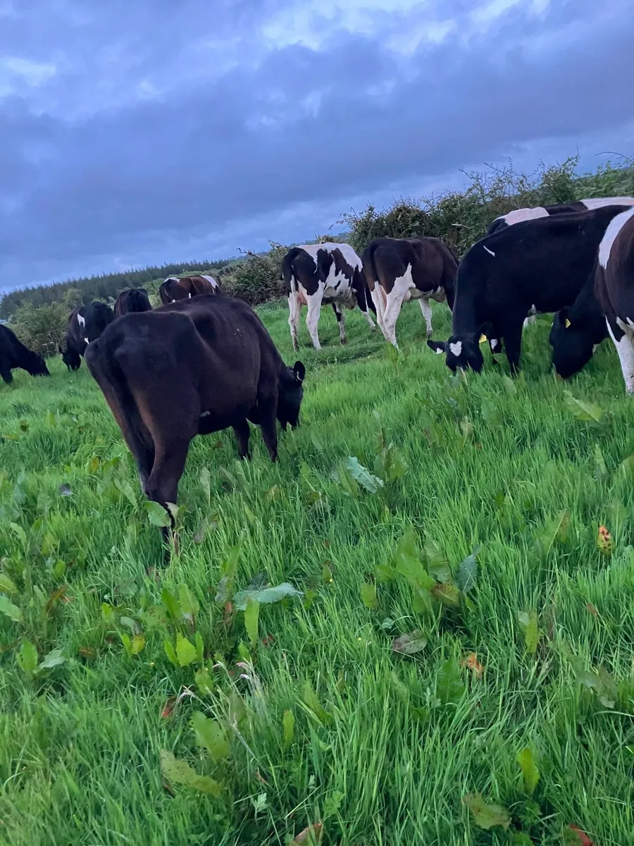 Calved Heifers - Image 3