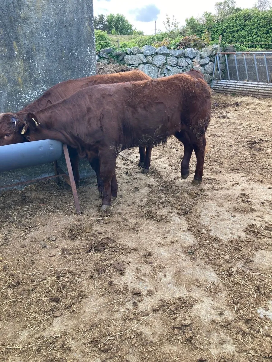 PB Saler Heifer - Image 1