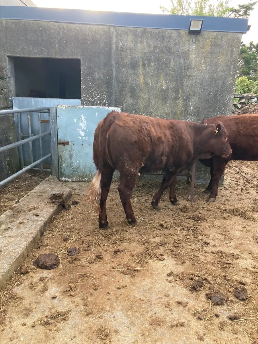 PB Saler Heifer - Image 3