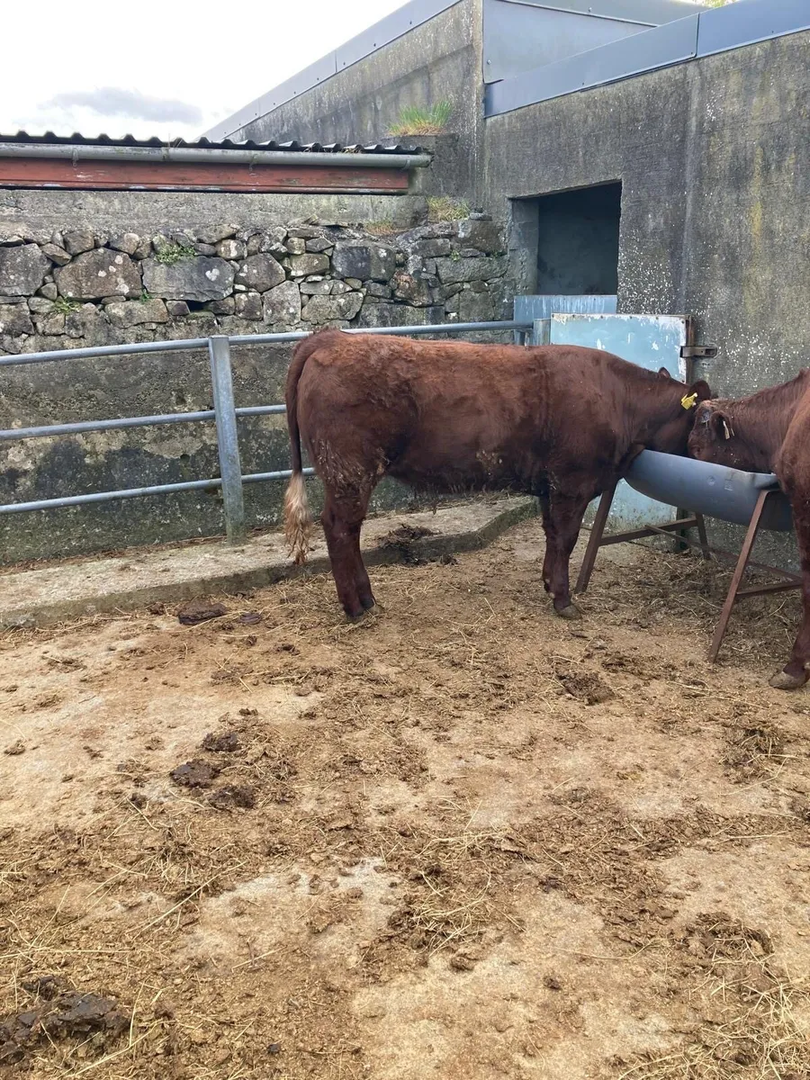 PB Saler Heifer - Image 4