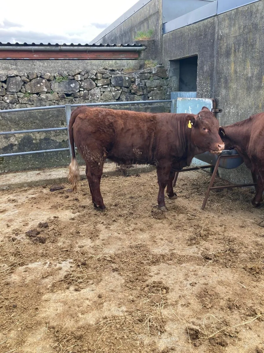 PB Saler Heifer - Image 2
