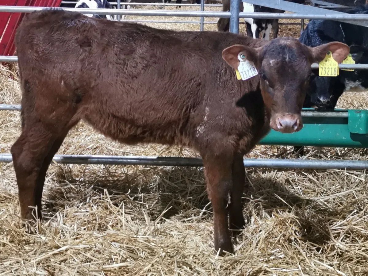 Calves - Image 2