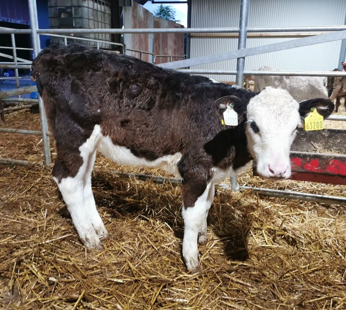 Calves - Image 3