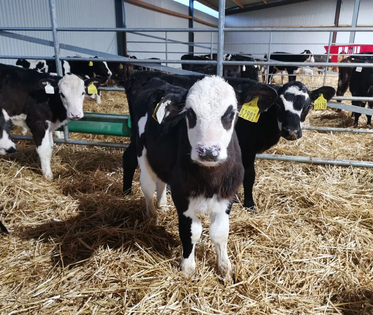 Calves - Image 4