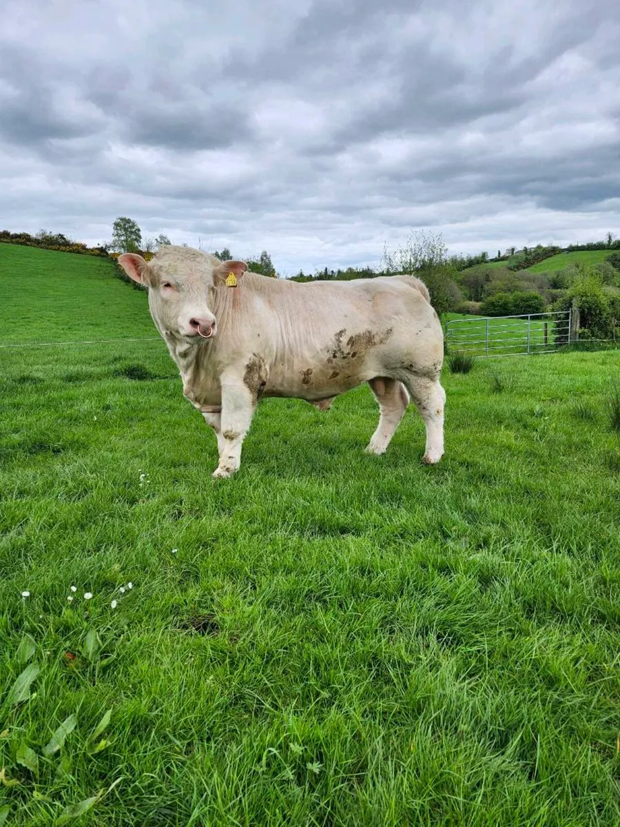 Easy Calving Charolais Bull - Image 1