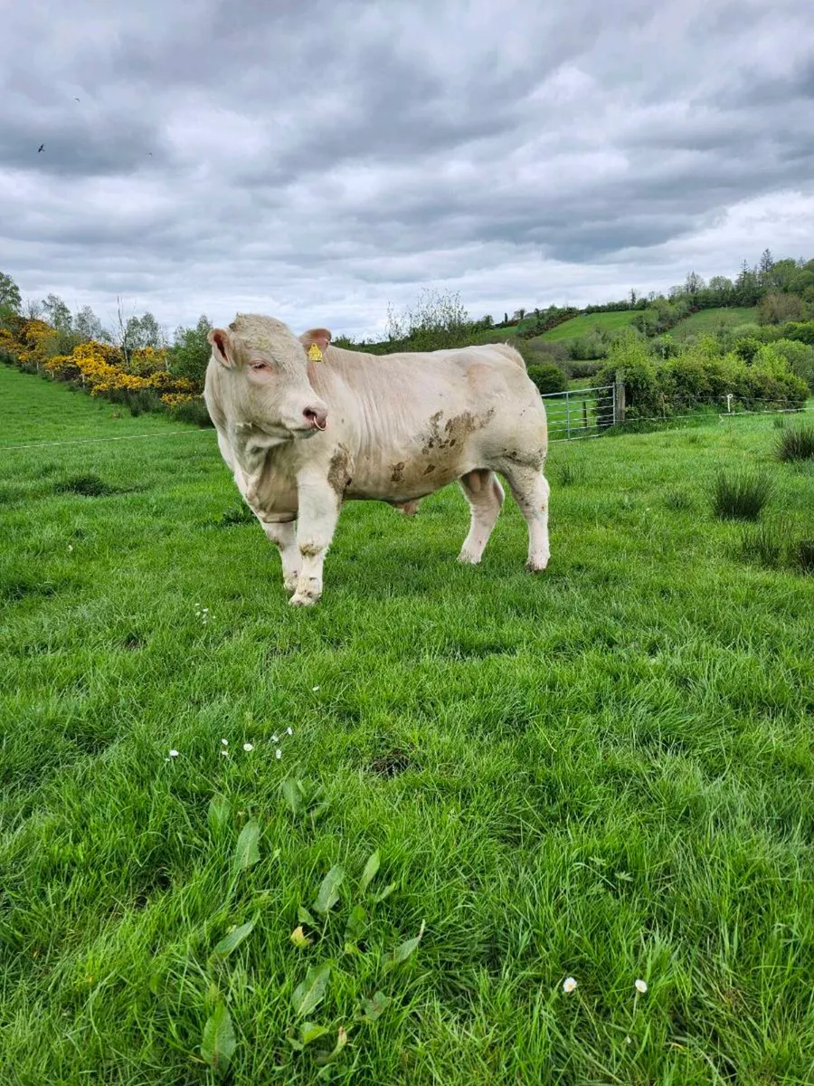 Easy Calving Charolais Bull - Image 2