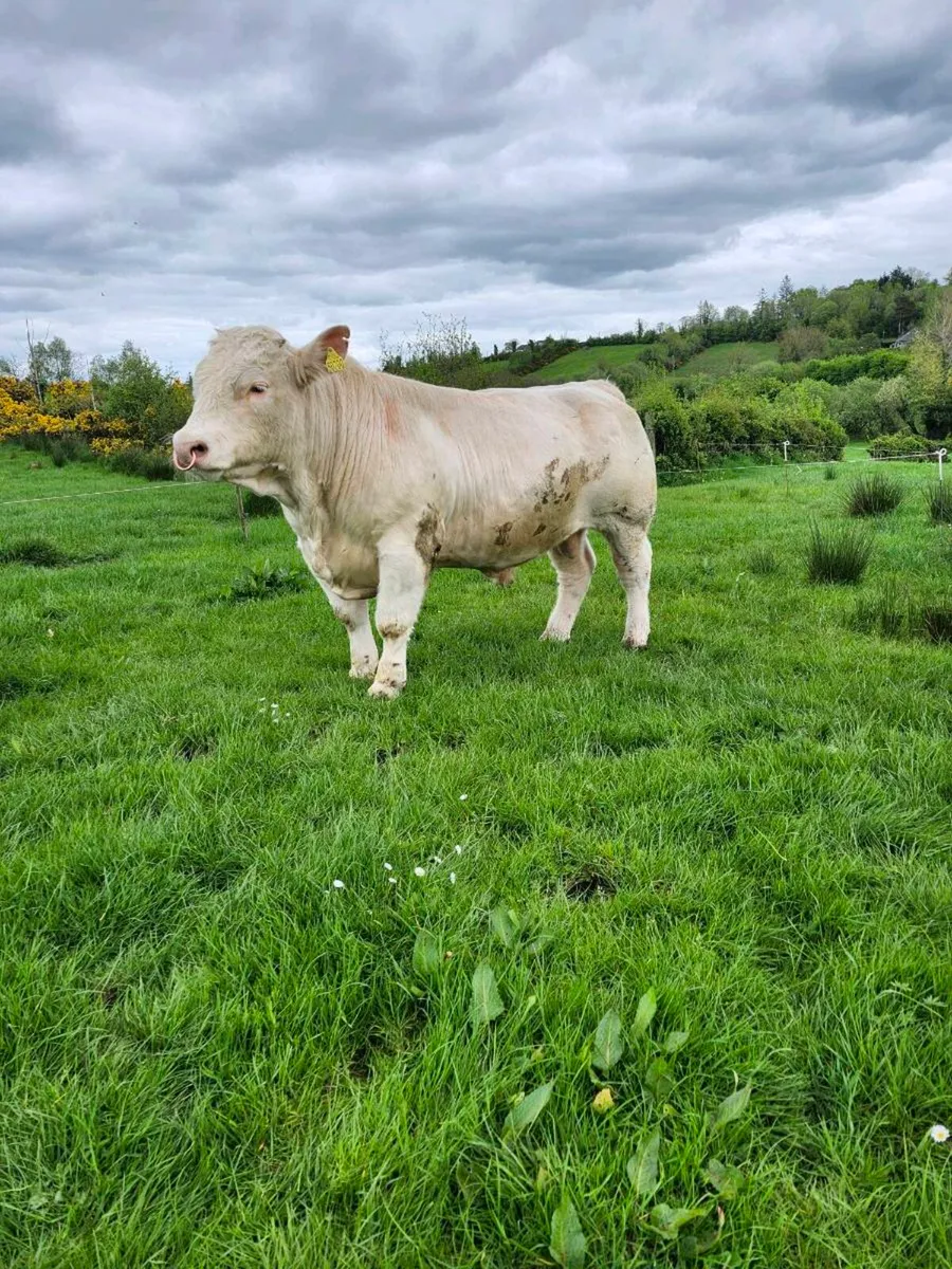 Easy Calving Charolais Bull - Image 3