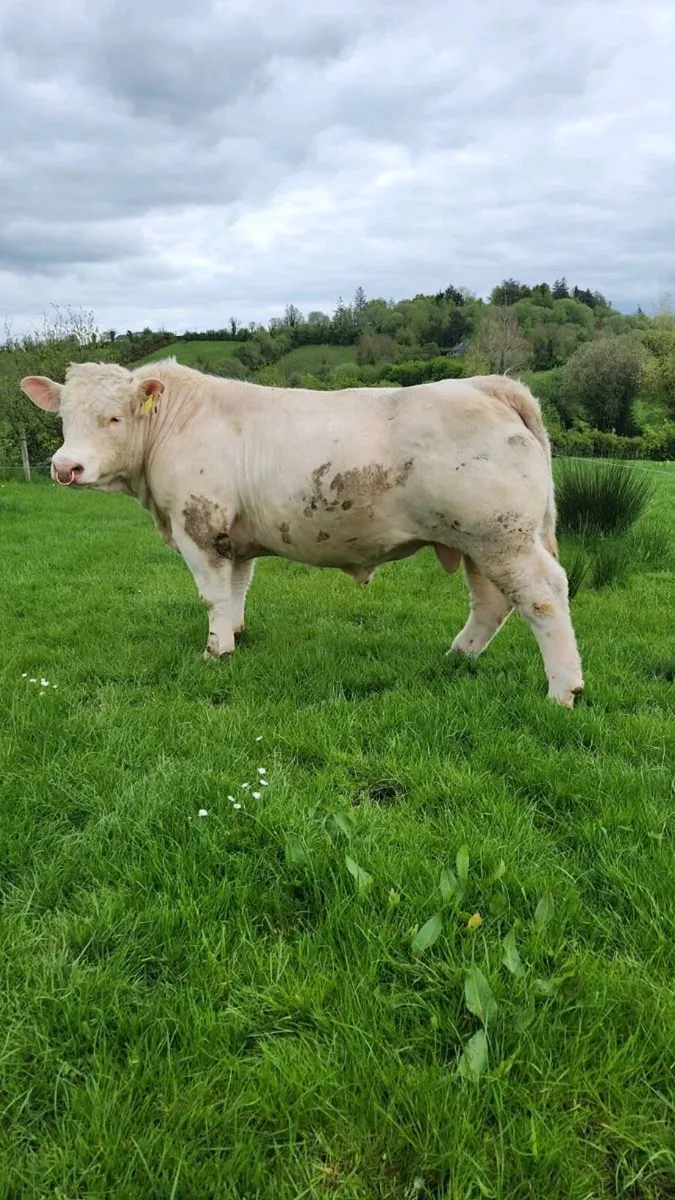 Easy Calving Charolais Bull - Image 4