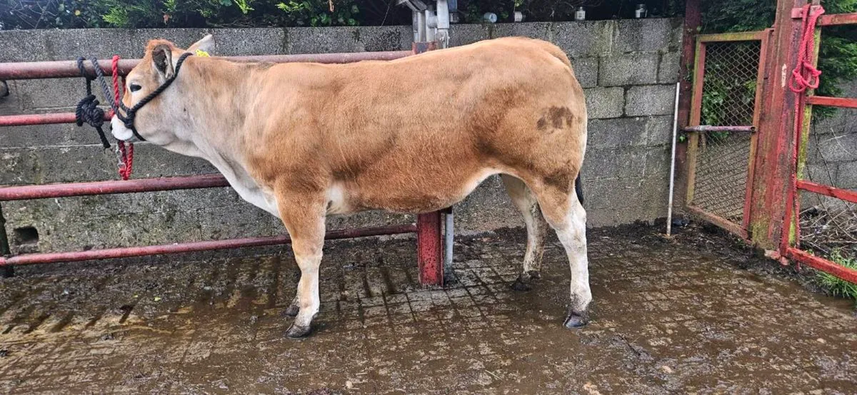 Pedigree Parthenaise heifer - Image 2