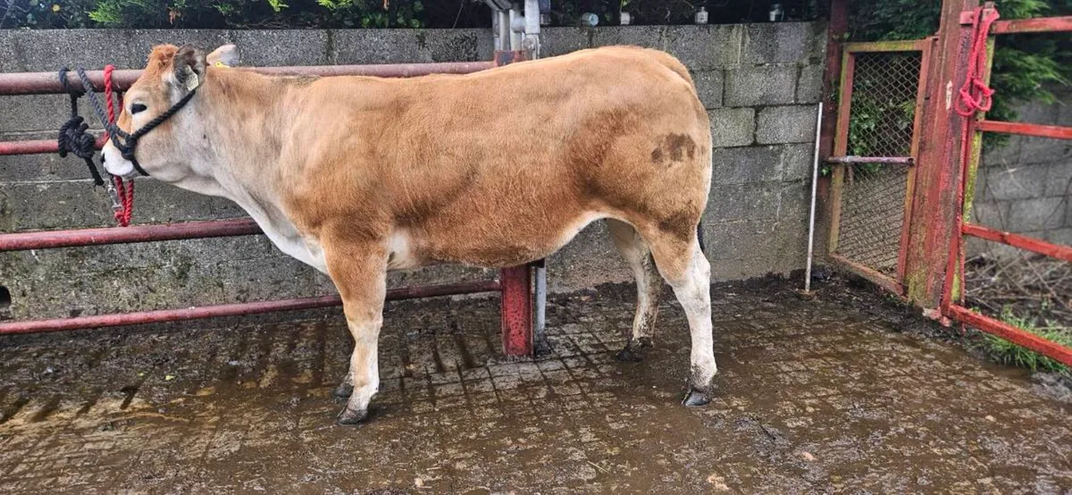 Pedigree Parthenaise heifer - Image 3