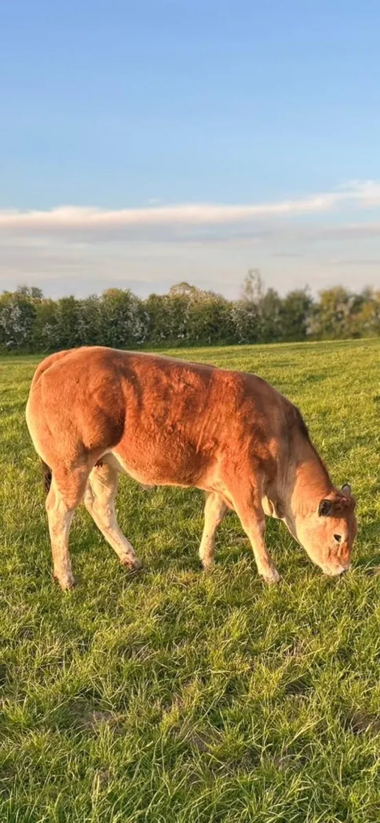 Pedigree Parthenaise heifer - Image 4