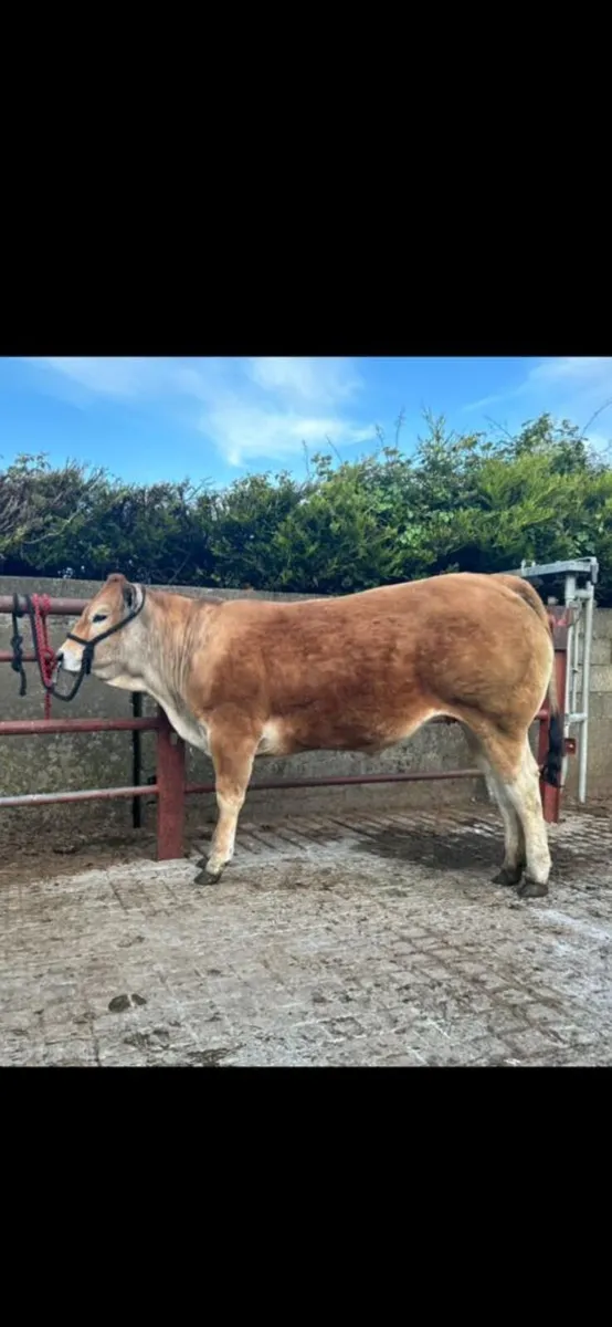 Pedigree Parthenaise heifer - Image 1