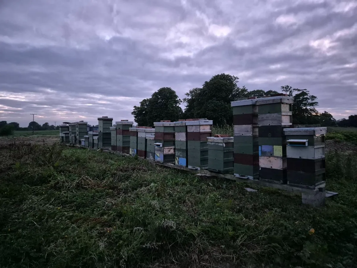 Honey bees - Image 2