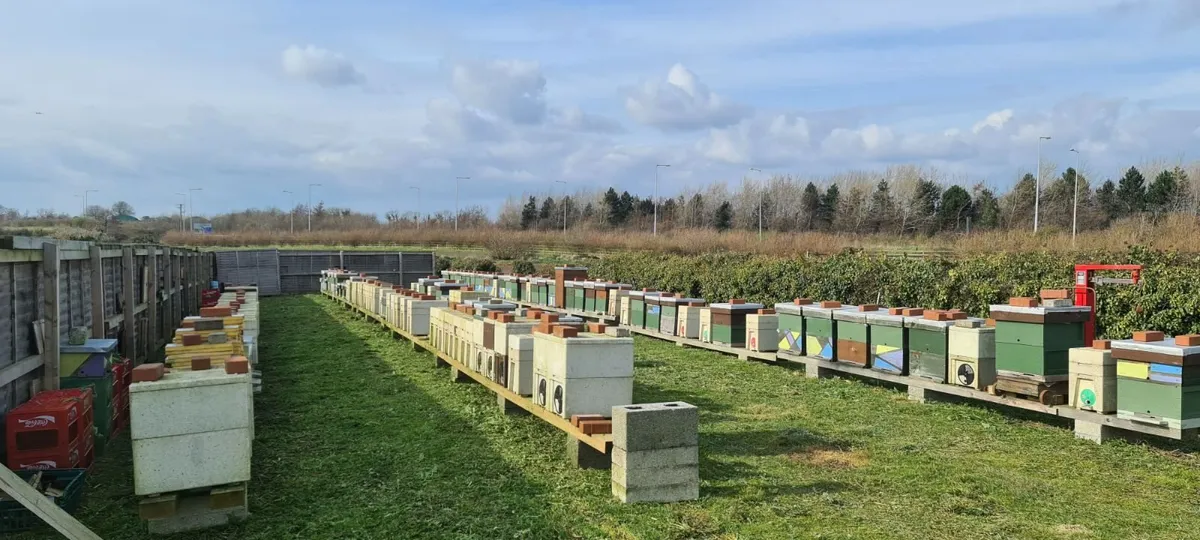 Honey bees - Image 3