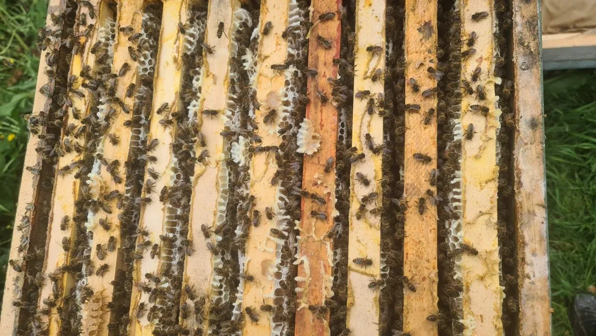 Honey bees - Image 4