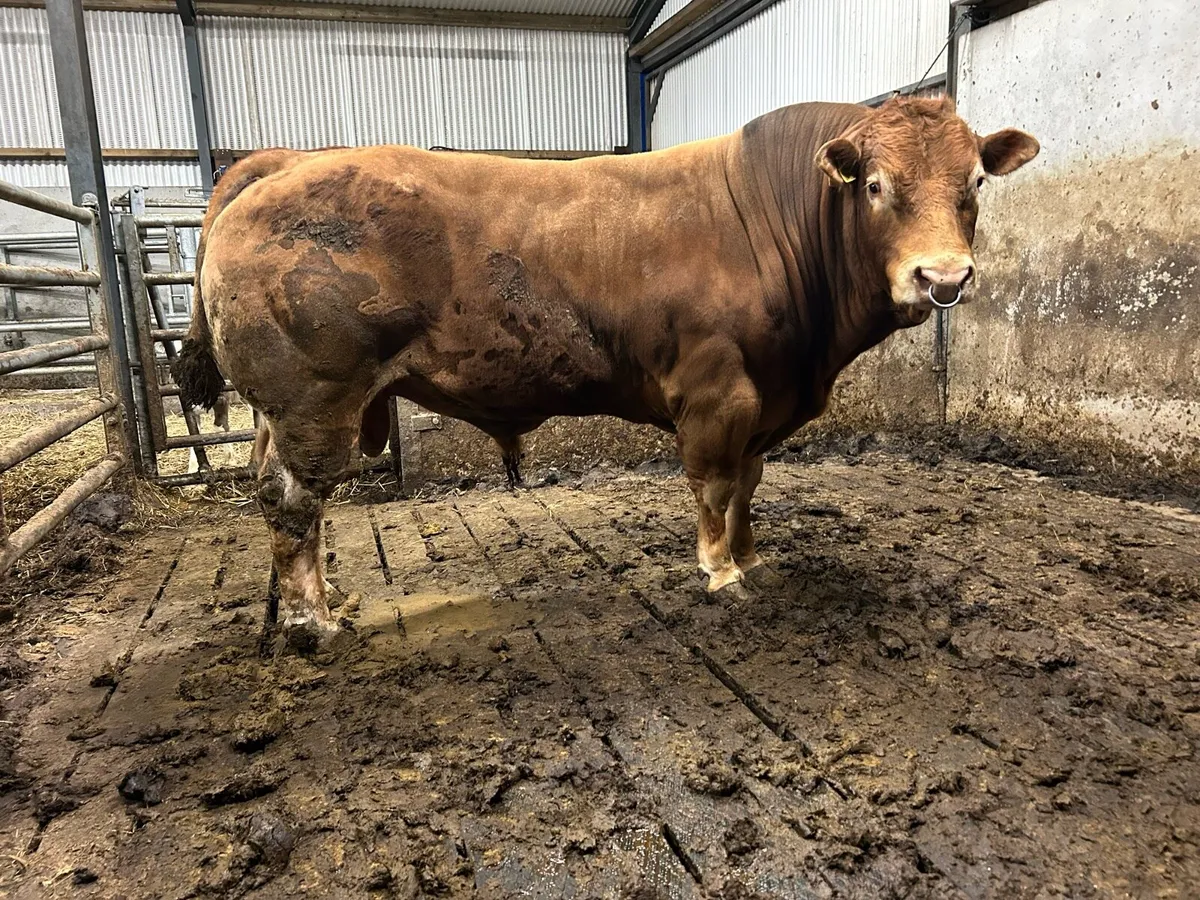 Bull - Image 2