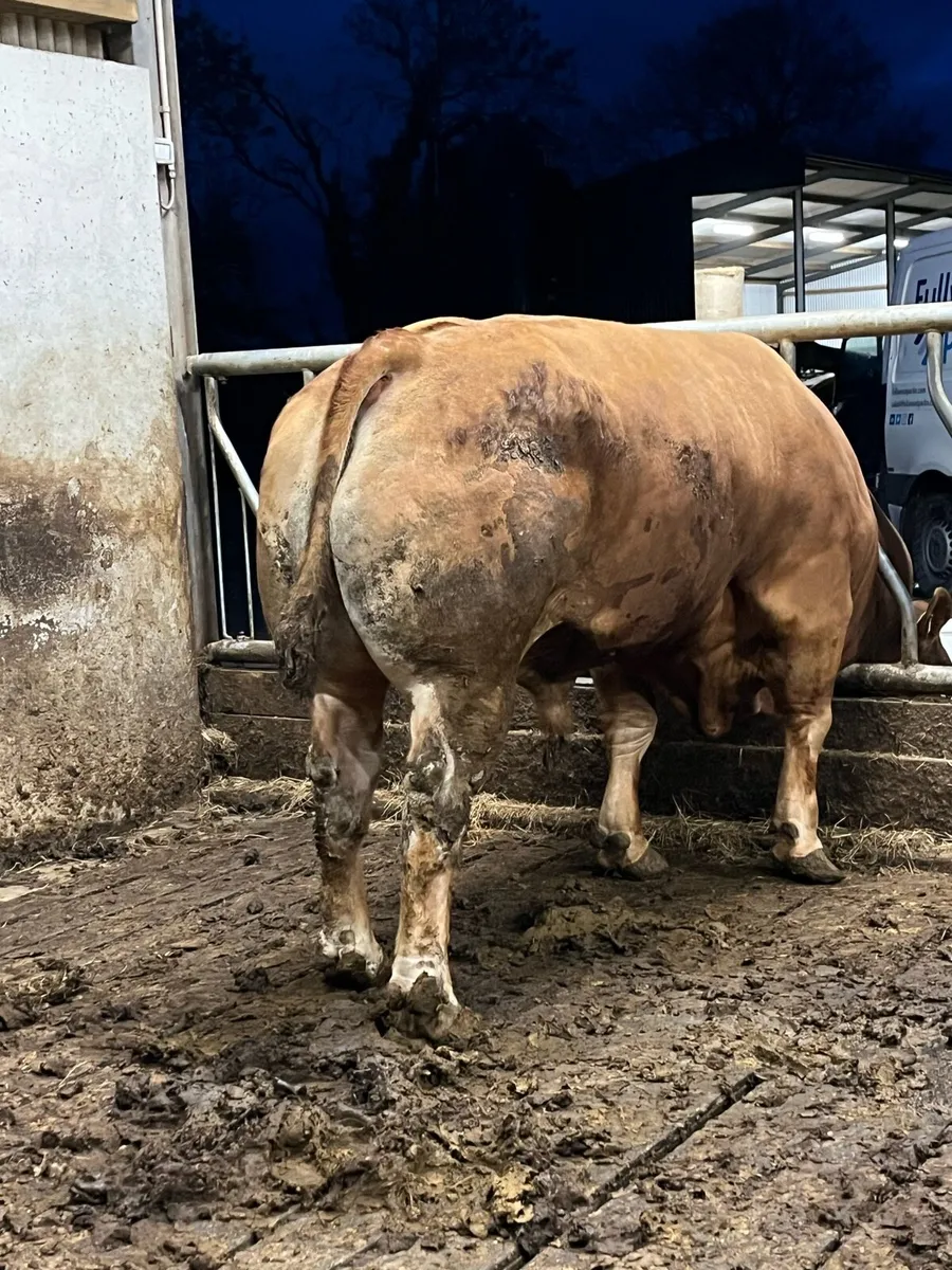 Bull - Image 3