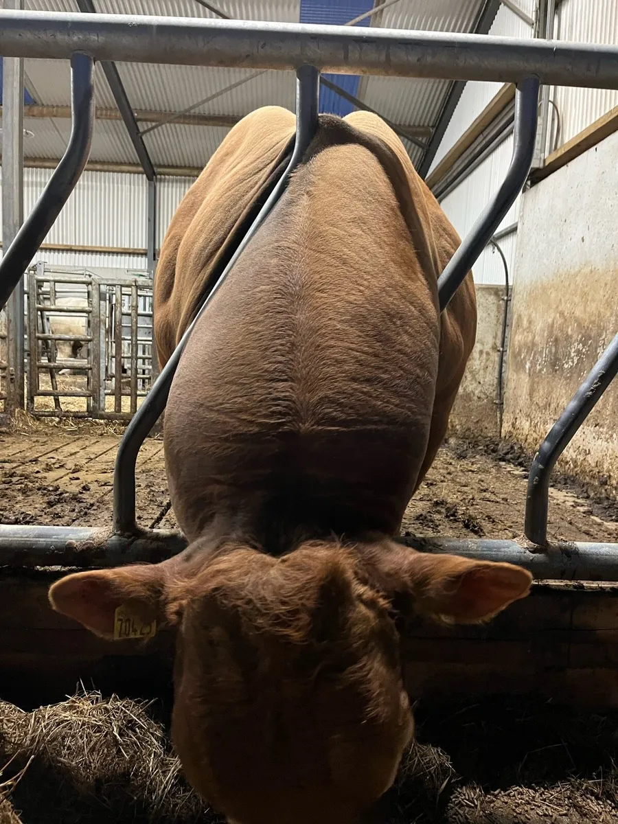 Bull - Image 4