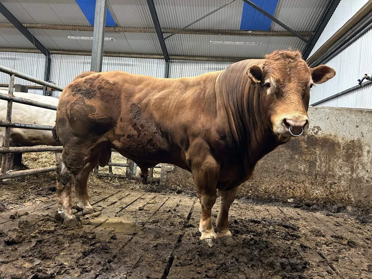 Bull - Image 1