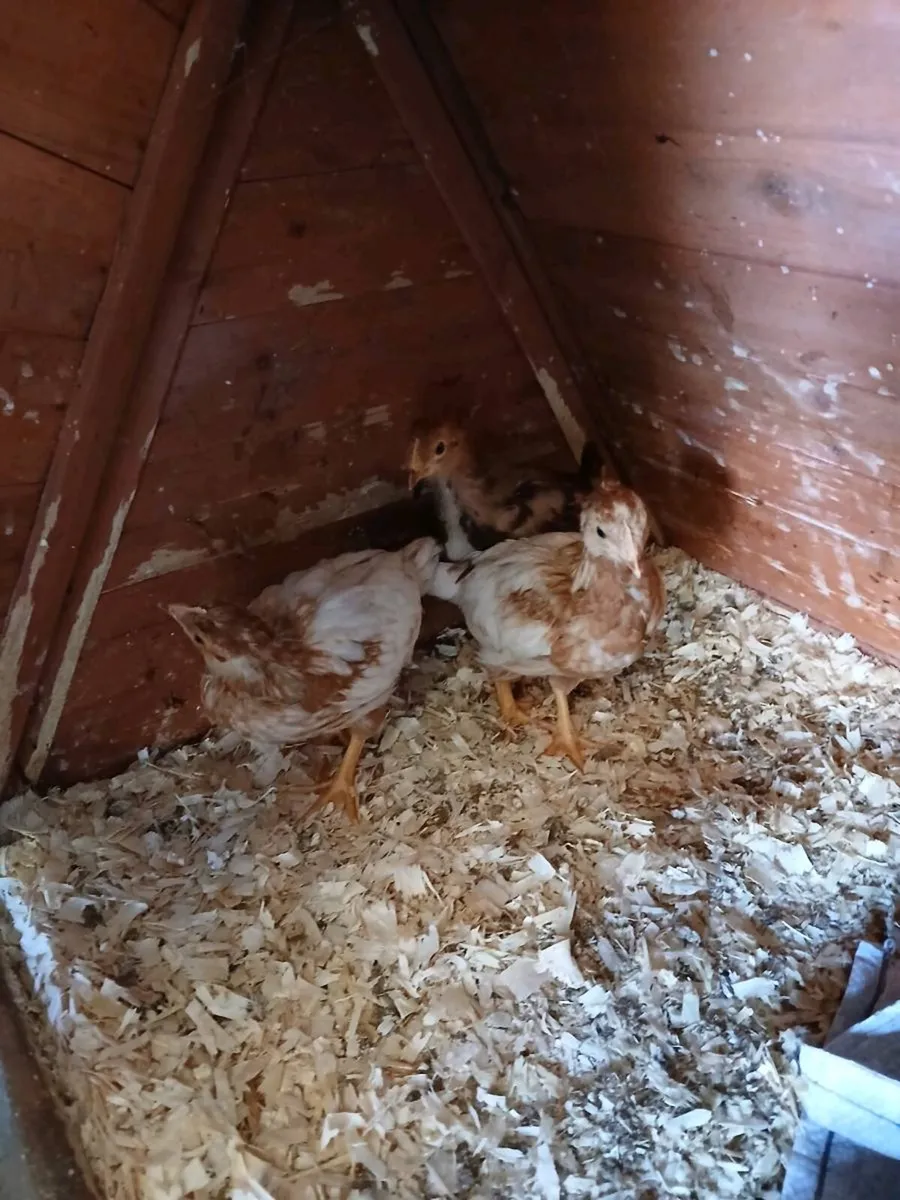 Isa brown Pullets