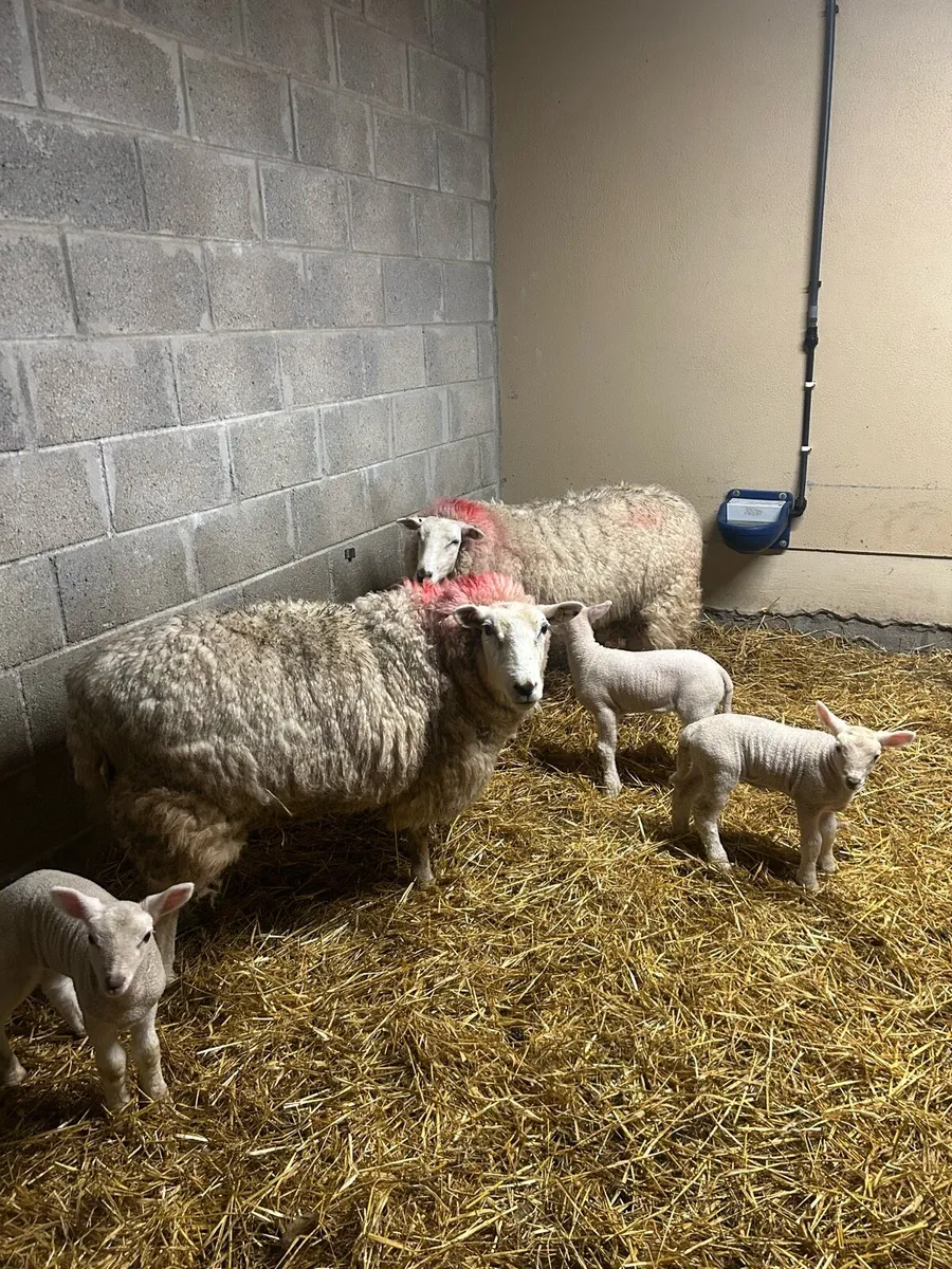 Ewes with lambs - Image 1