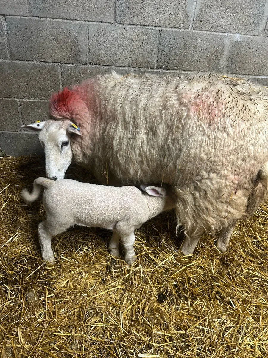 Ewes with lambs - Image 2