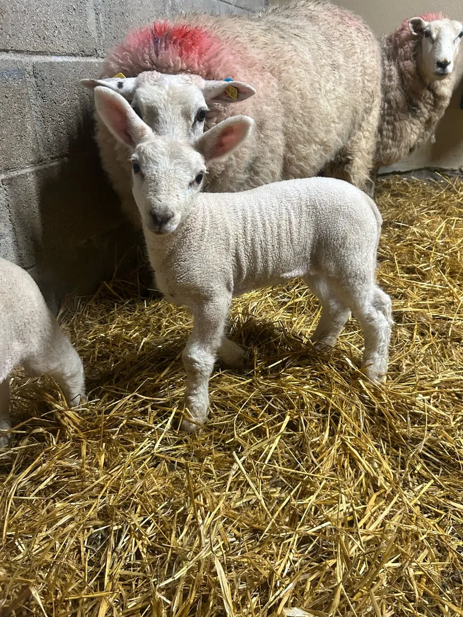 Ewes with lambs - Image 3