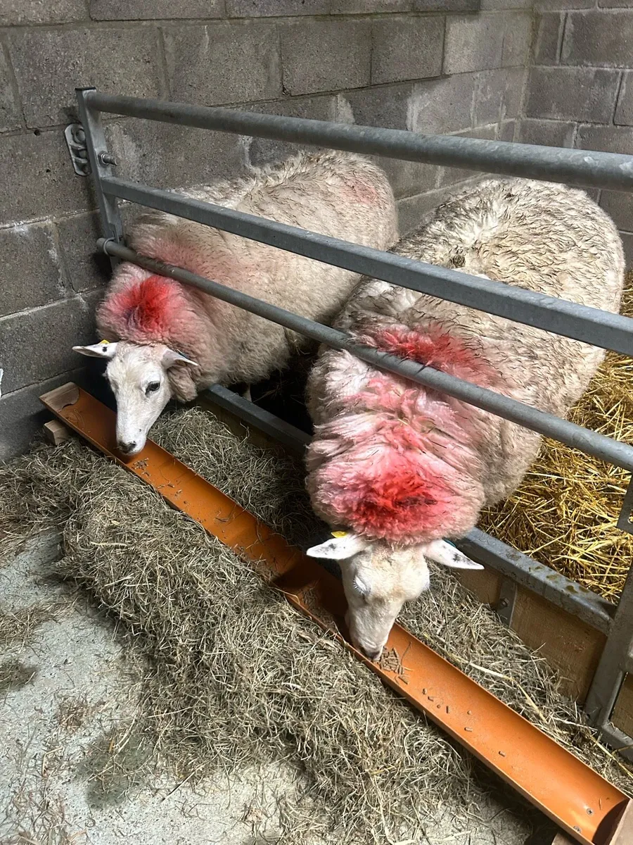 Ewes with lambs - Image 4