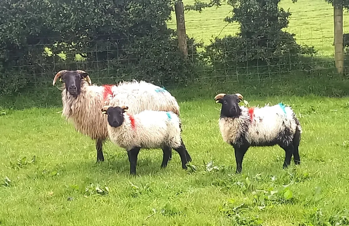 MOUNTAIN EWES AMD LAMBS - Image 1