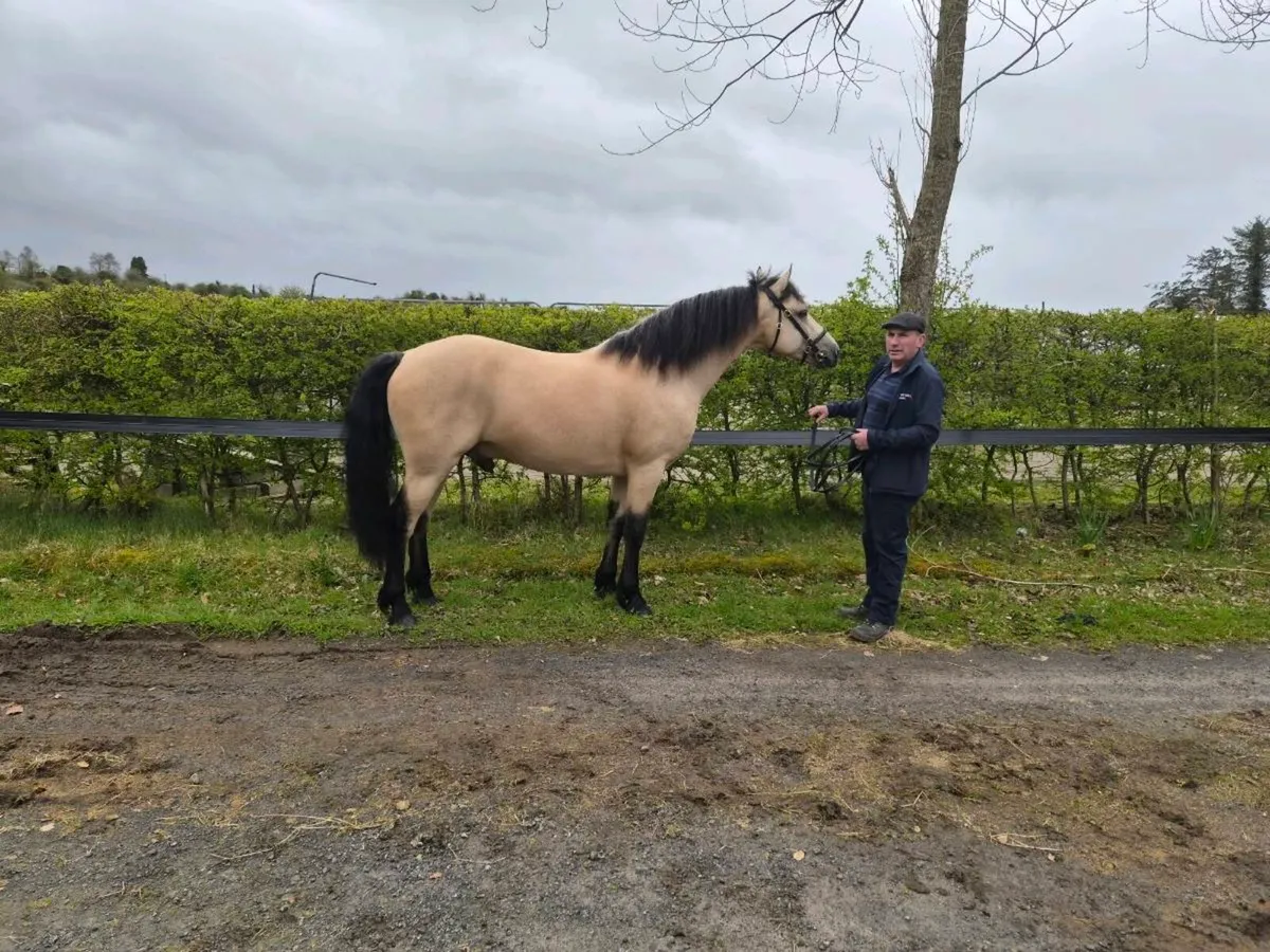 Class 1 Connemara Stallions - Image 2