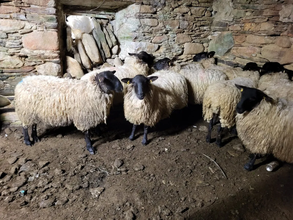 9 Suffolk Mule Hoggets - Image 3