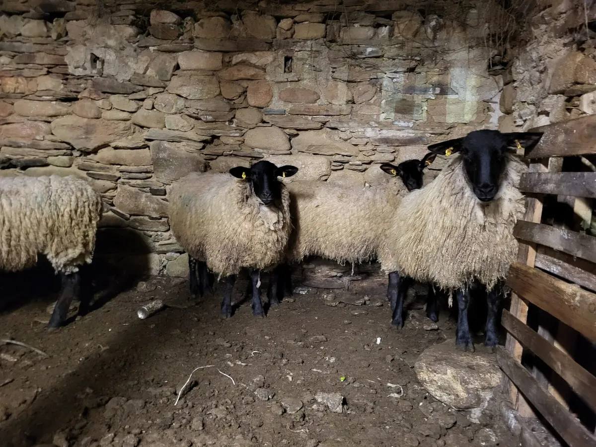9 Suffolk Mule Hoggets - Image 4