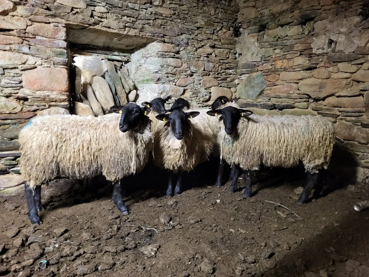 9 Suffolk Mule Hoggets - Image 1