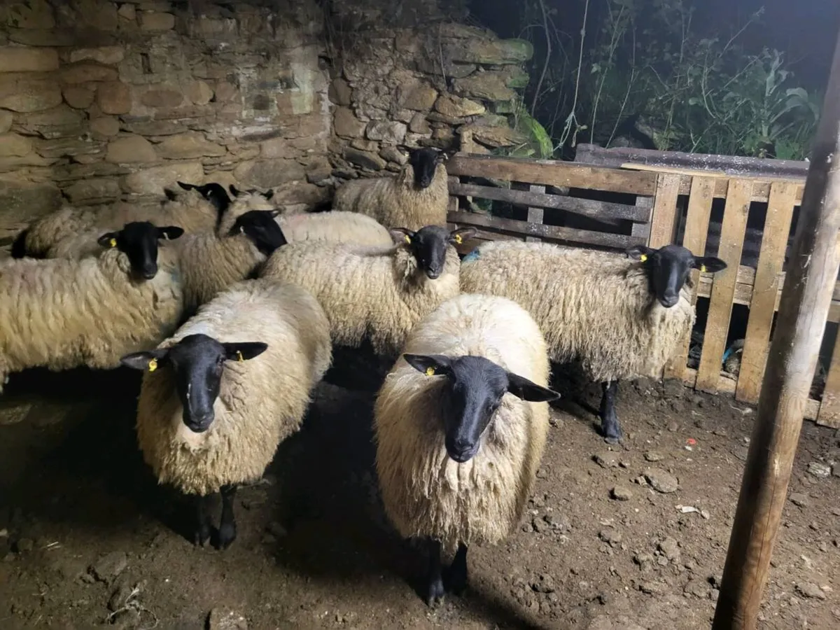 9 Suffolk Mule Hoggets - Image 2