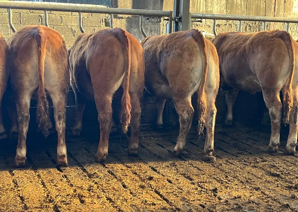 Suckler Cattle