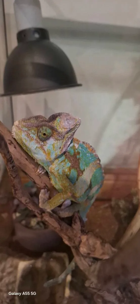 Cameleon - Image 1